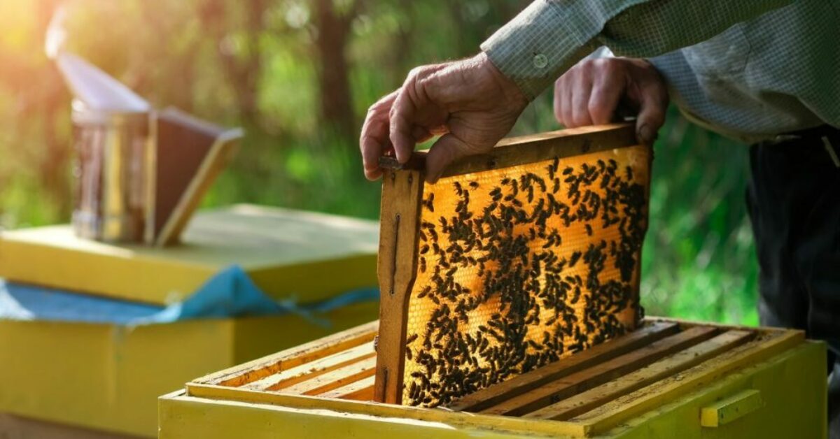 how-to-become-a-beekeeper