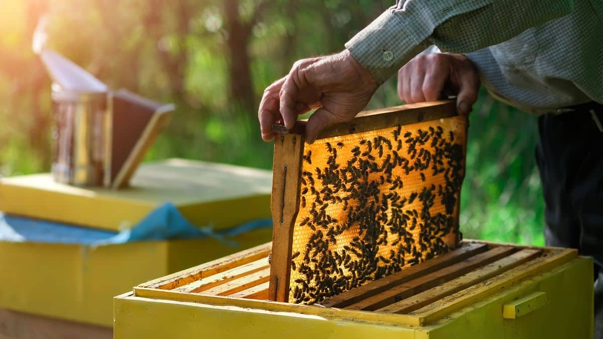 how-to-become-a-beekeeper