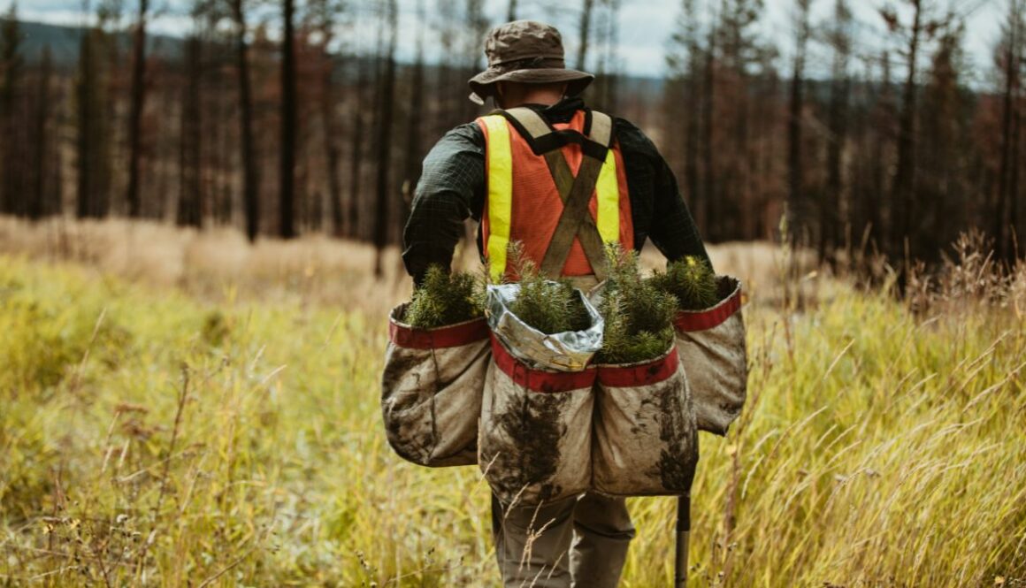 how-to-become-a-conservationist