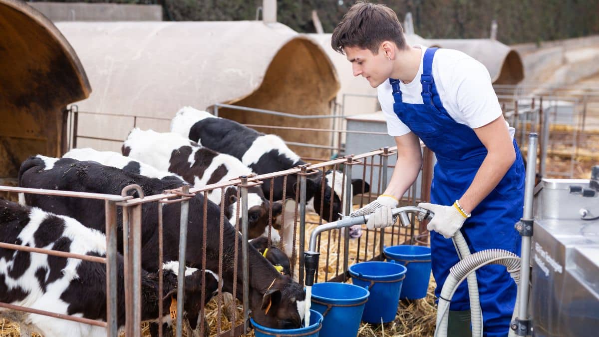how-to-become-a-dairy-farmer