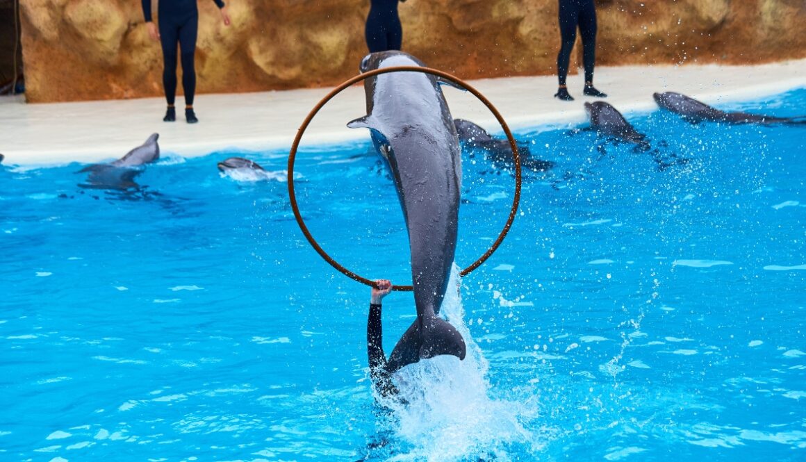 how-to-become-a-dolphin-trainer