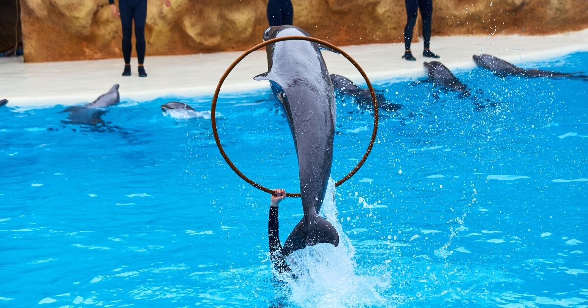 how-to-become-a-dolphin-trainer