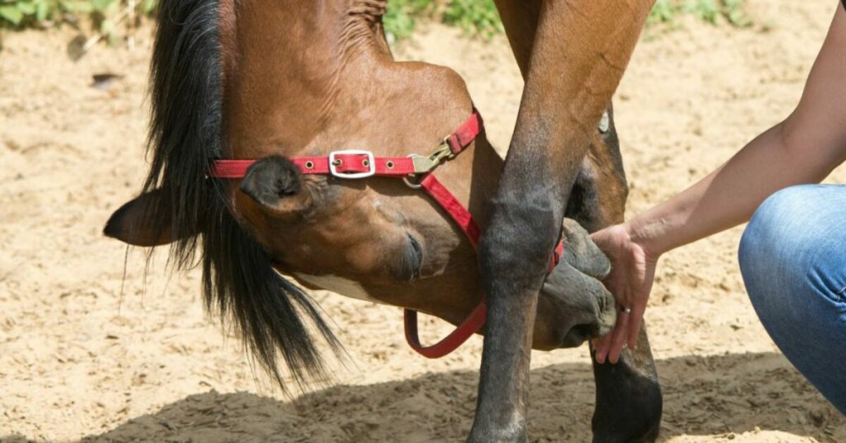 how-to-become-a-equine-physical-therapist