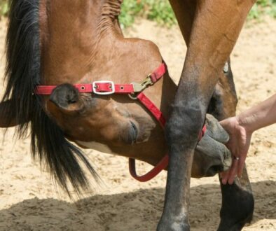 how-to-become-a-equine-physical-therapist
