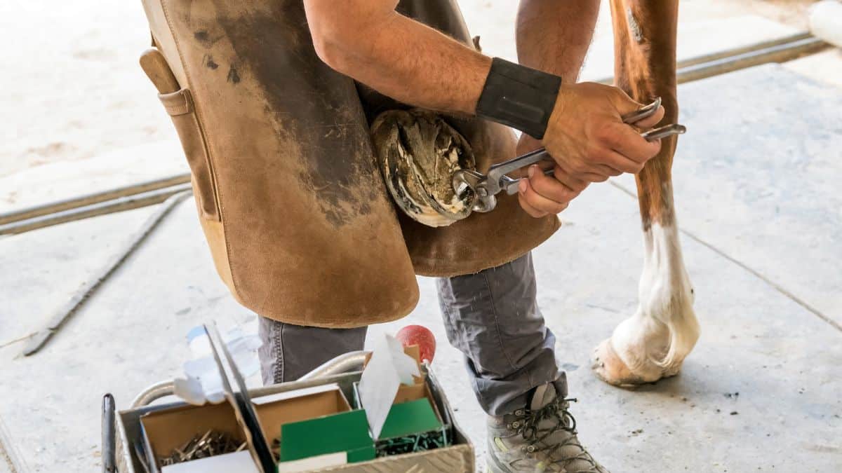 how-to-become-a-farrier