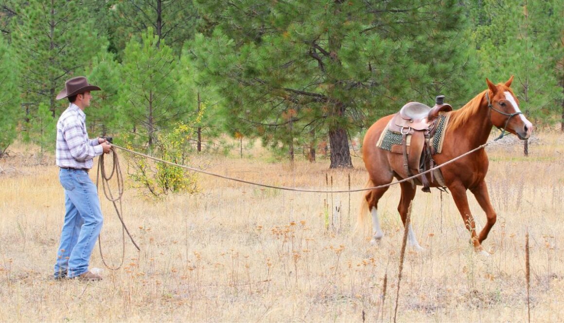 how-to-become-a-horse-trainer