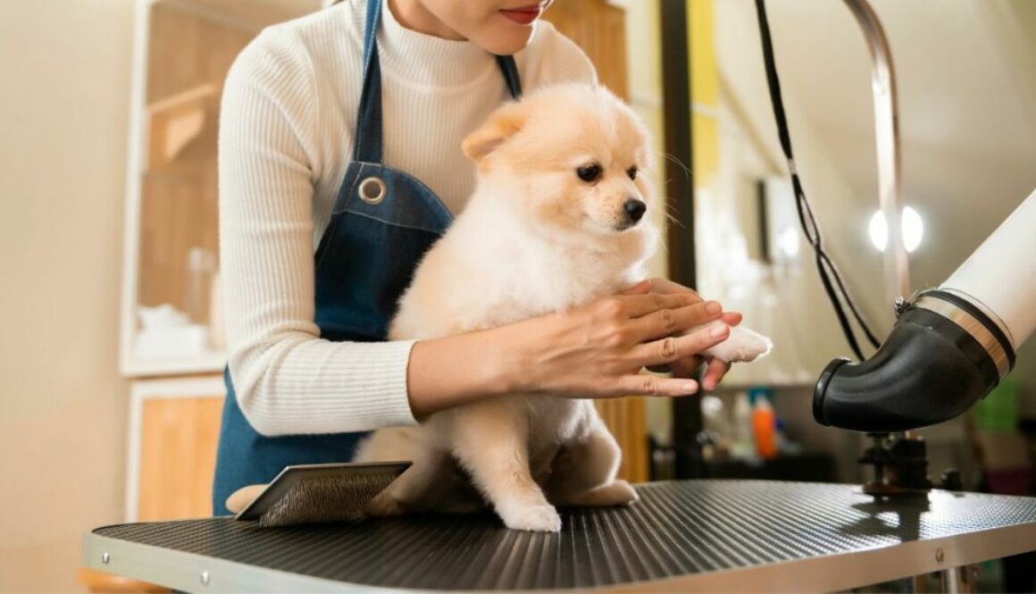 how-to-become-a-pet-groomer