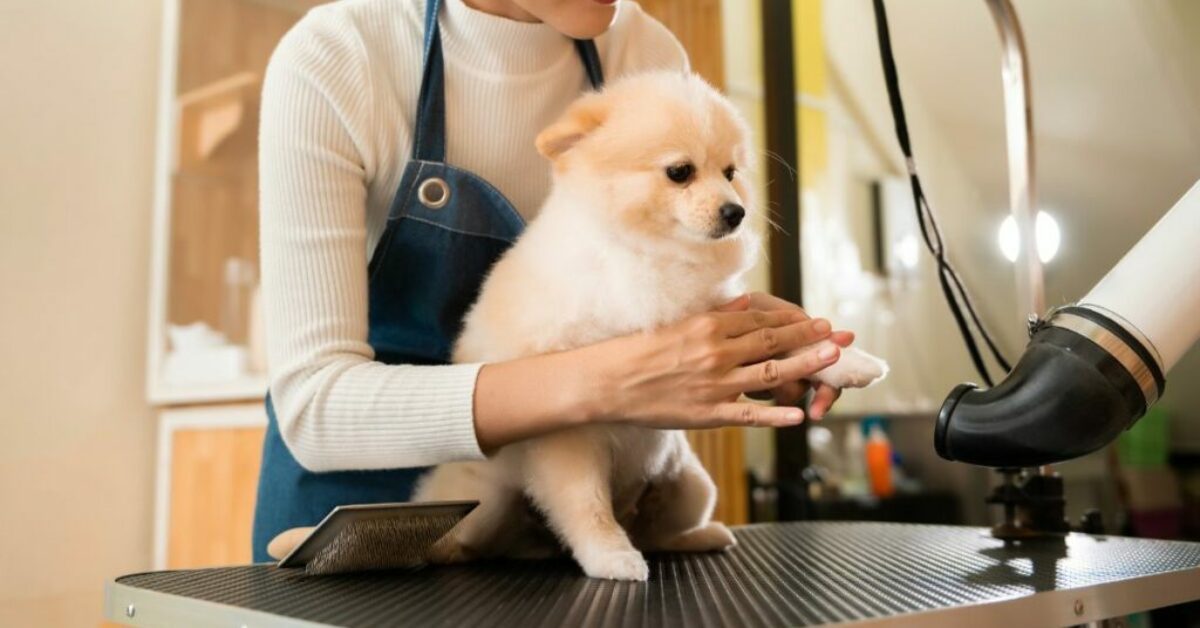 how-to-become-a-pet-groomer