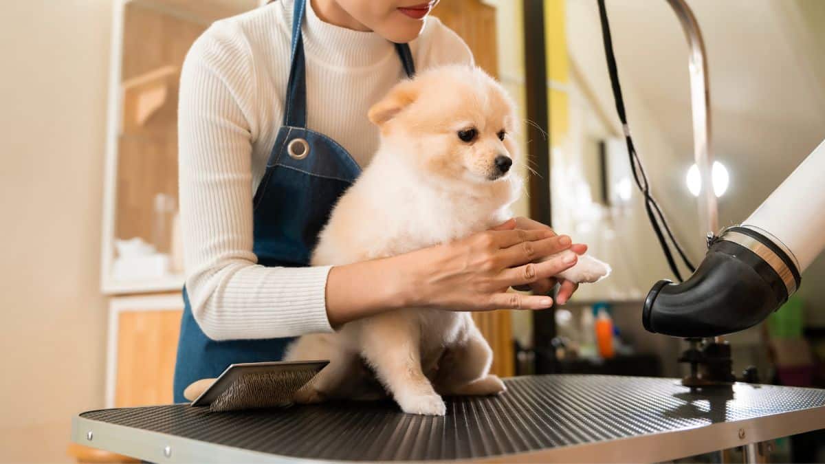how-to-become-a-pet-groomer