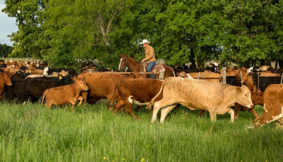 how-to-become-a-rancher