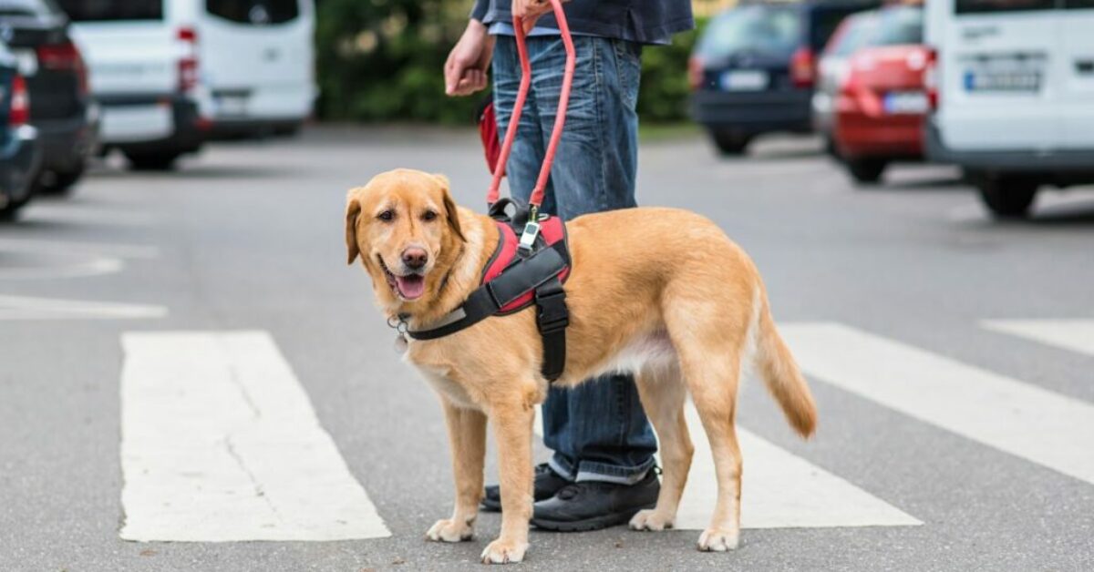 how-to-become-a-service-dog-trainer