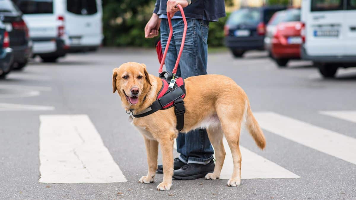 how-to-become-a-service-dog-trainer