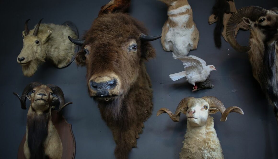 how-to-become-a-taxidermist