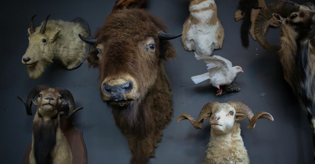 how-to-become-a-taxidermist