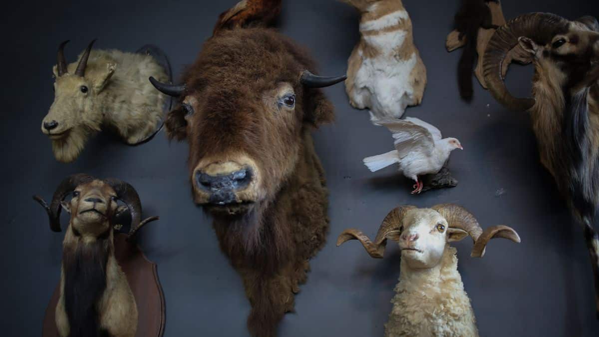 how-to-become-a-taxidermist