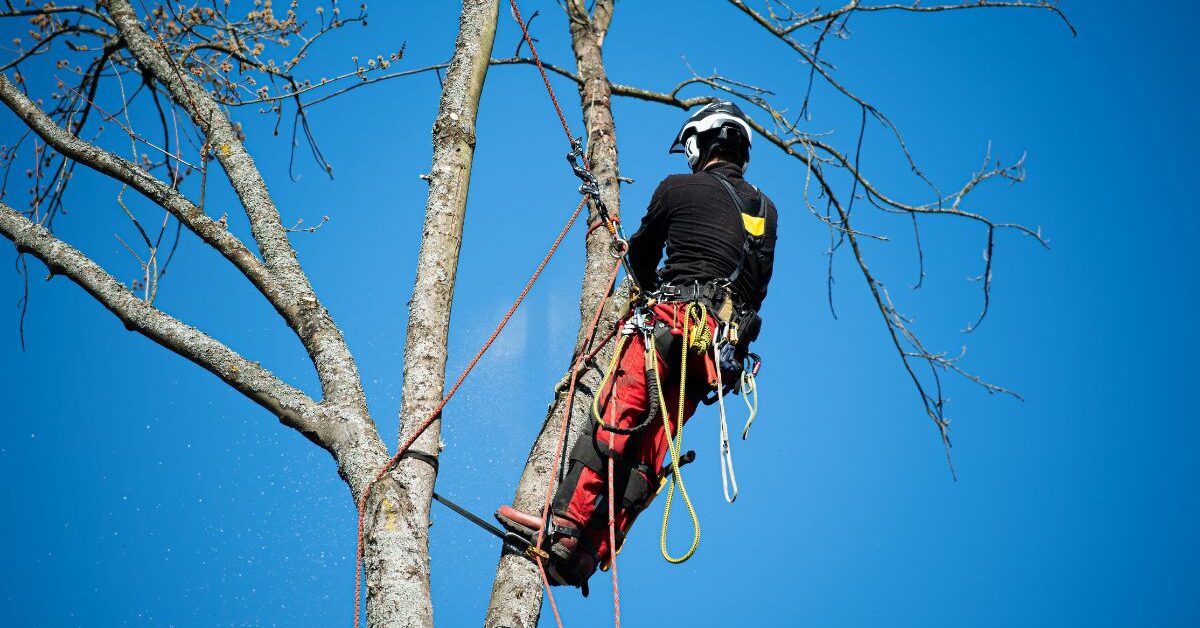 how-to-become-a-tree-climber