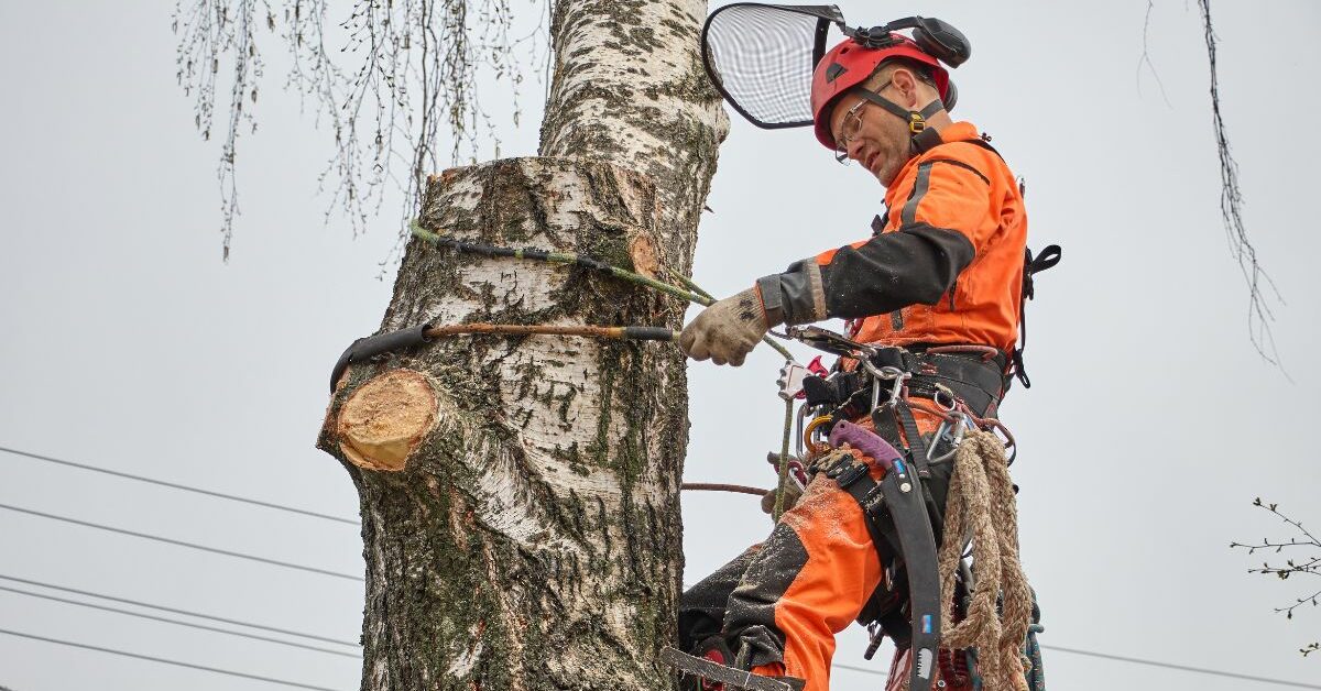 how-to-become-a-tree-surgeon