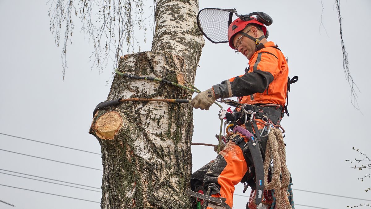 how-to-become-a-tree-surgeon