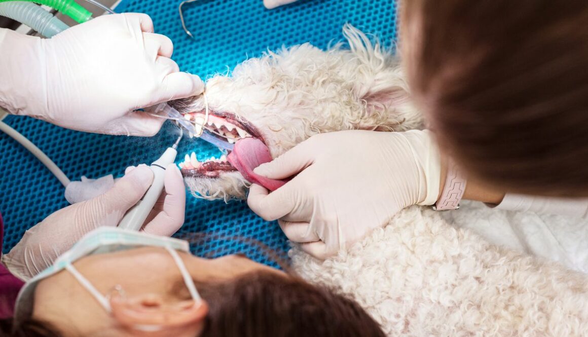 how-to-become-a-veterinarian-dentist