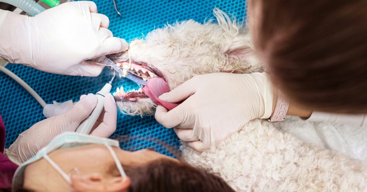 how-to-become-a-veterinarian-dentist