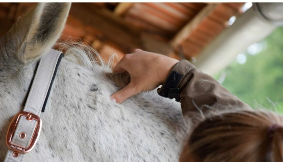 how-to-become-an-equine-massage-therapist