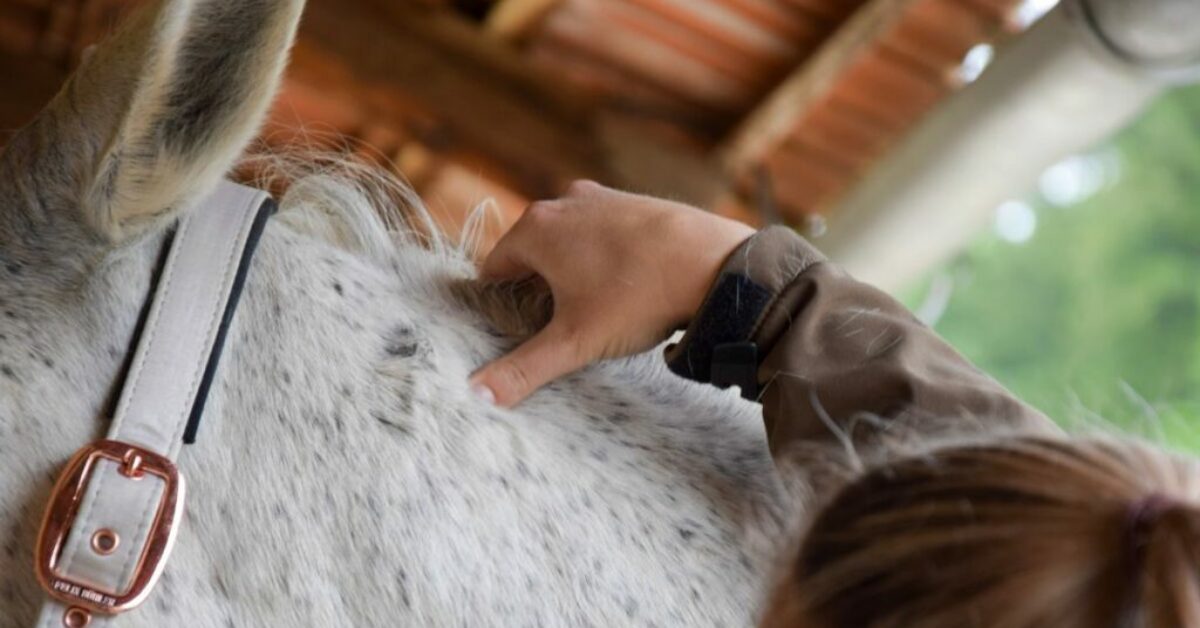 how-to-become-an-equine-massage-therapist