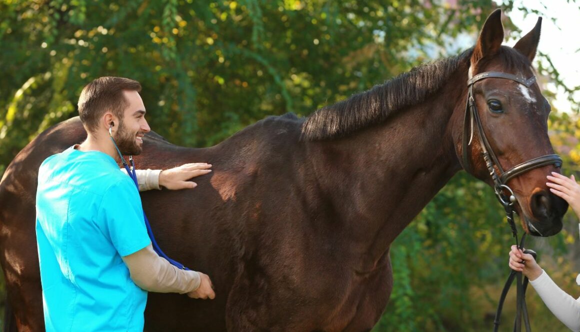 how-to-become-an-equine-vet