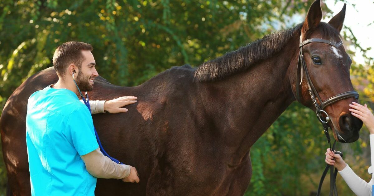 how-to-become-an-equine-vet